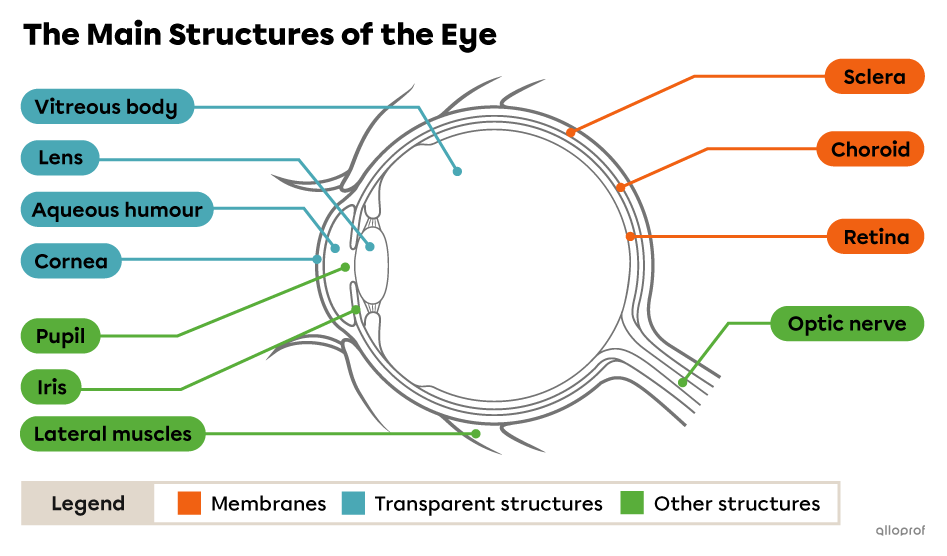 The main structures of the eye.