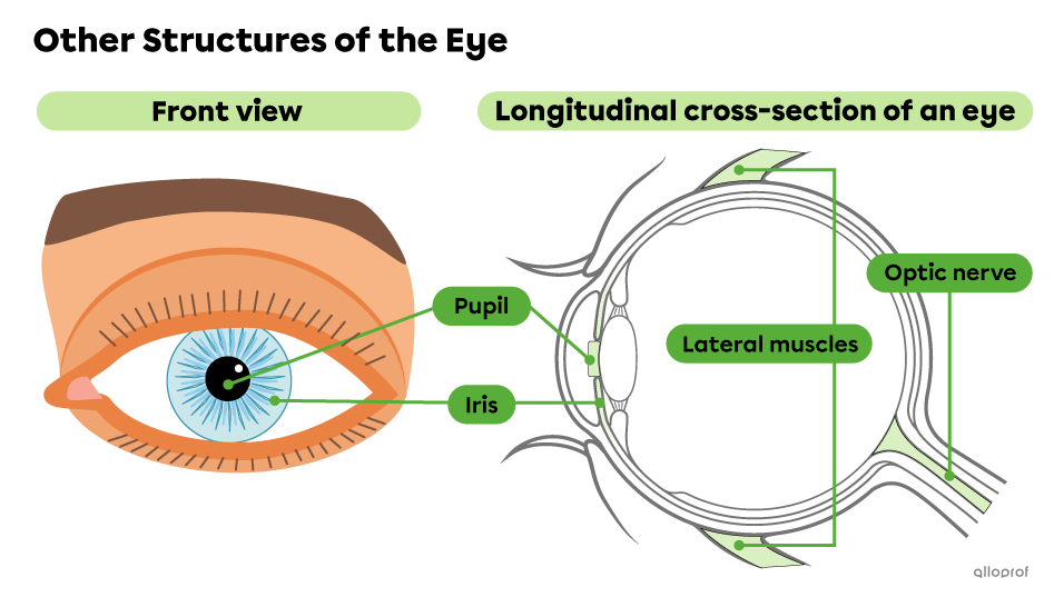 Other structures of the eye.