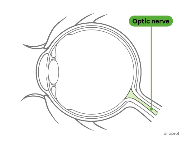 The optic nerve connects the eye to the central nervous system.