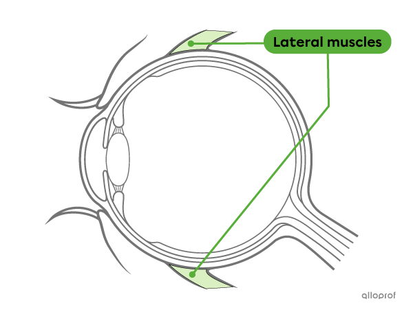 The lateral muscles allow the eyes to move.