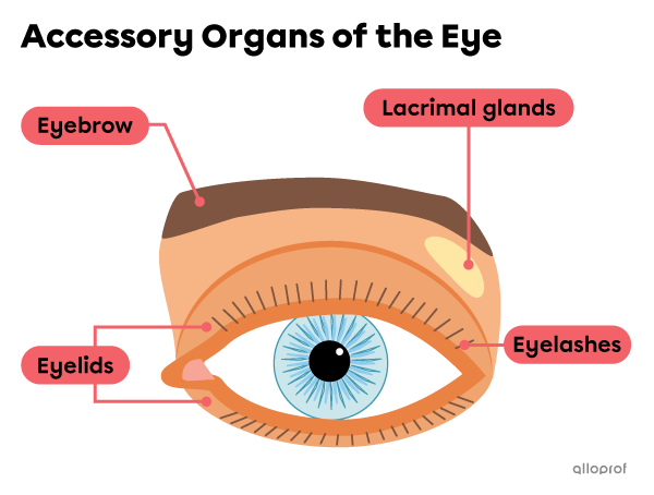 Accessory organs of the eye.