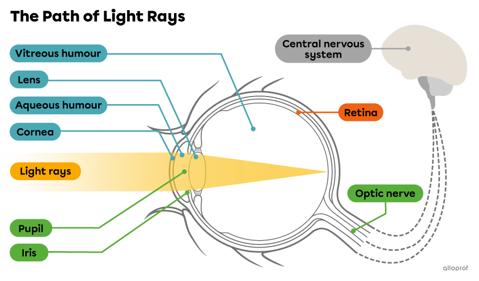 Light rays pathway through the eye.