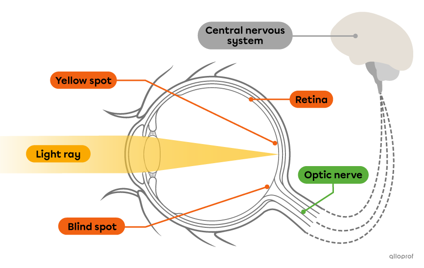 Structures of the retina and the optic nerve.