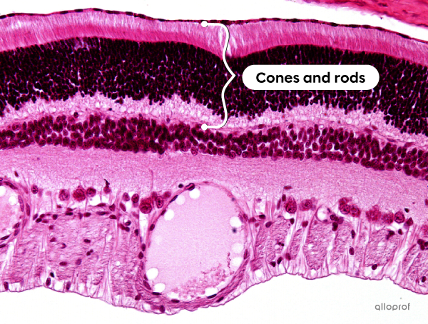 Tissues of the retina.