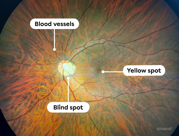 Various structures of the retina.