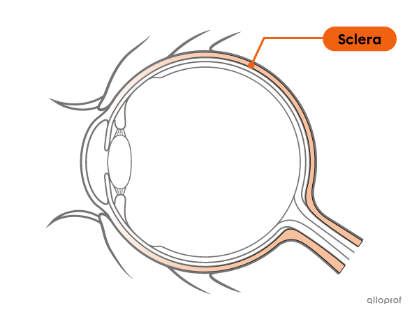 The sclera is an outer membrane of the eye.