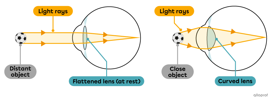 Lens accommodation.