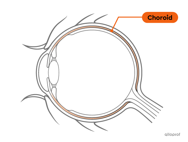 The choroid is the middle membrane of the eye.