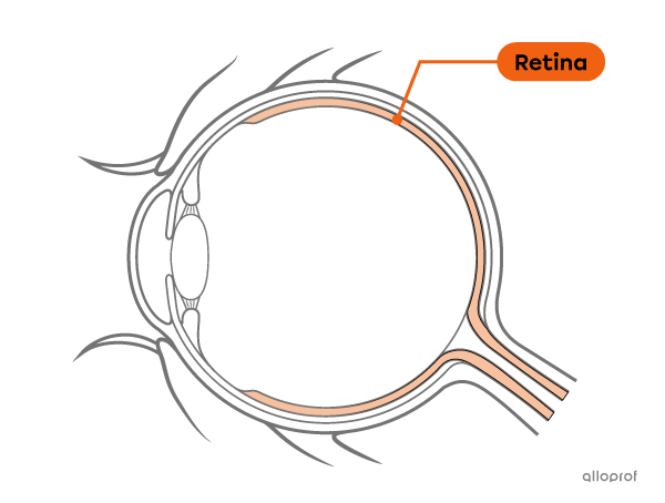 The retina is the inner membrane of the eye.