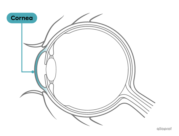 The cornea is a transparent structure of the eye.