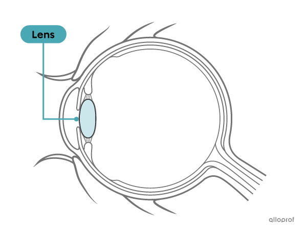 The lens is a transparent structure of the eye.