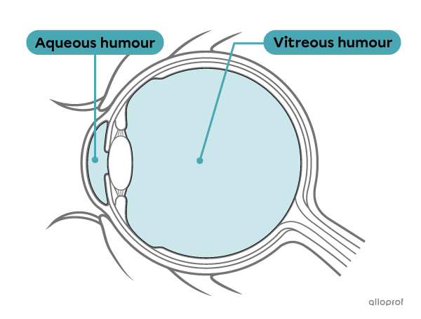 The aqueous humour and the vitreous humour are transparent structures of the eye.