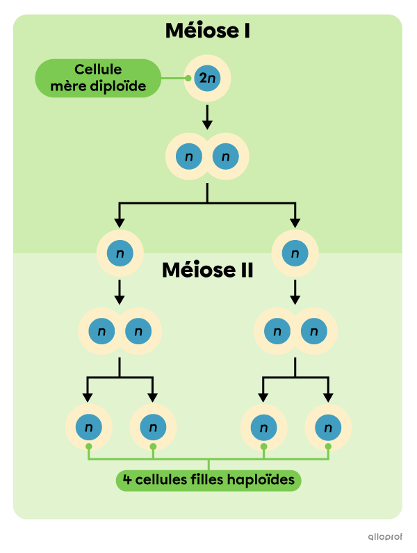 meiose 1 images clipart