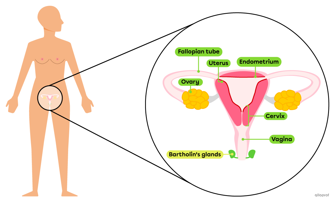 The ovaries, Fallopian tubes, uterus, endometrium, cervix and vagina are internal reproductive organs and Bartholin's glands are one of the external reproductive organs in the female reproductive system.