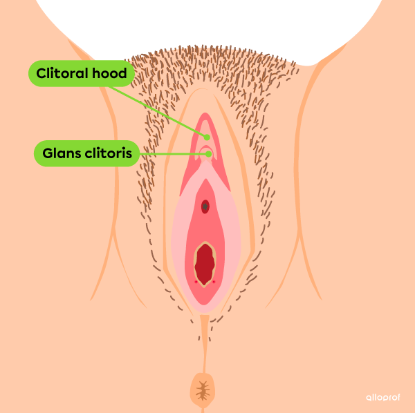 The clitoral hood and glans clitoris are part of the vulva.