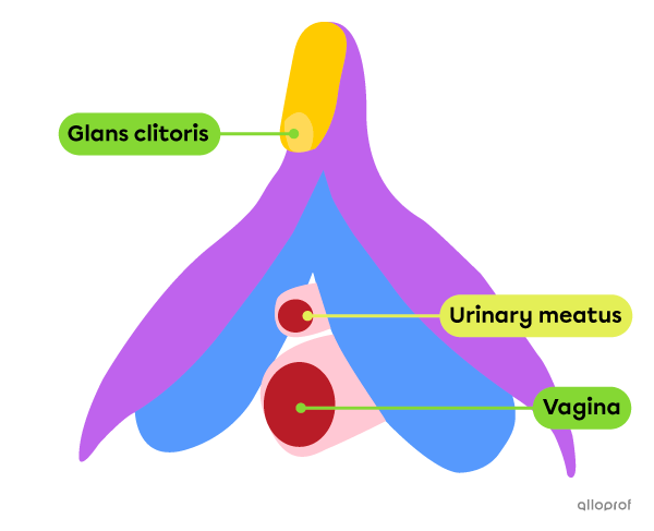 The clitoris, including glans and crura, which are two long erectile structures on either side of the glans.