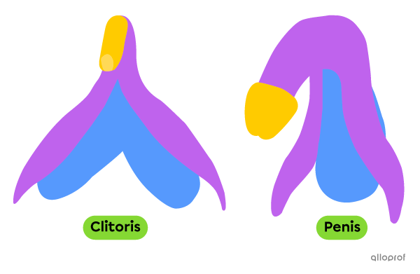 The clitoris and the penis are homologous organs. They are made of the same tissues.