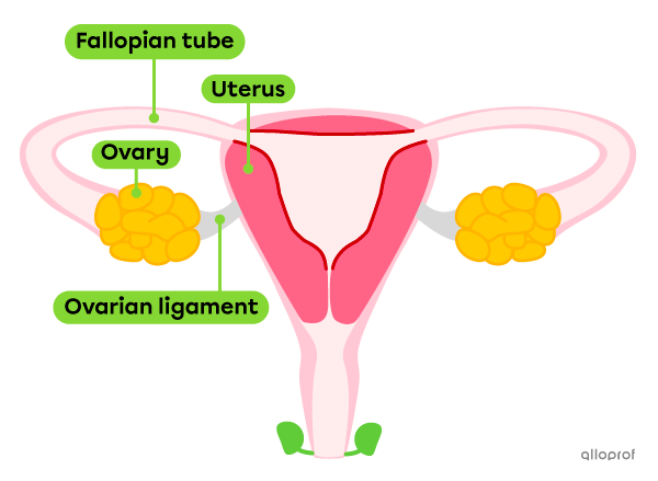 The ovaries are attached to the uterus by the ovarian ligaments in the female reproductive system.