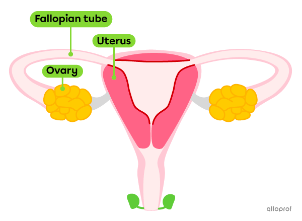 The Fallopian tubes in the female reproductive system.