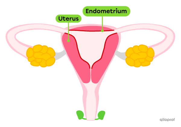 The uterus in the female reproductive system.