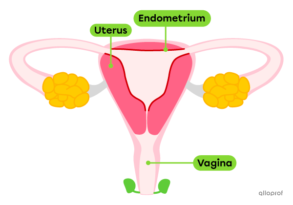 The endometrium in the female reproductive system.