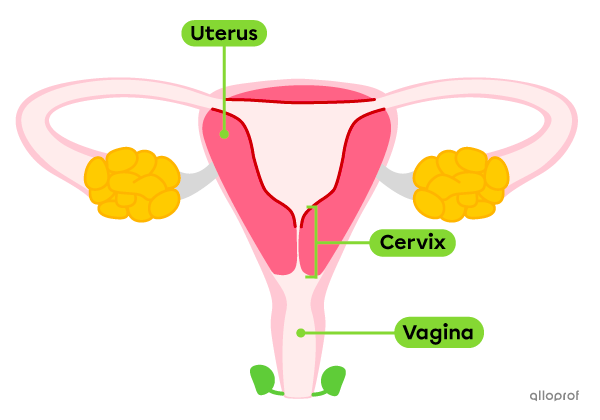 The cervix in the female reproductive system.