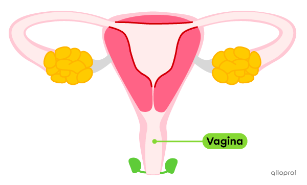 The vagina in the female reproductive system.