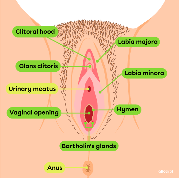 The vulva includes the labia minora and labia majora, clitoral hood, glans clitoris, vaginal opening, hymen and Bartholin's glands.