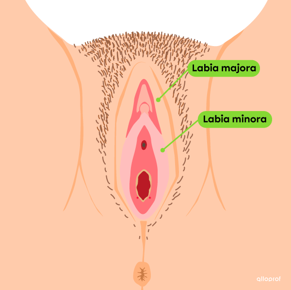 The labia majora and labia minora are part of the vulva.