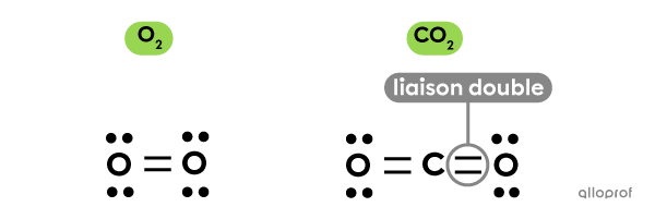 Des molécules effectuant une ou plusieurs liaisons doubles.