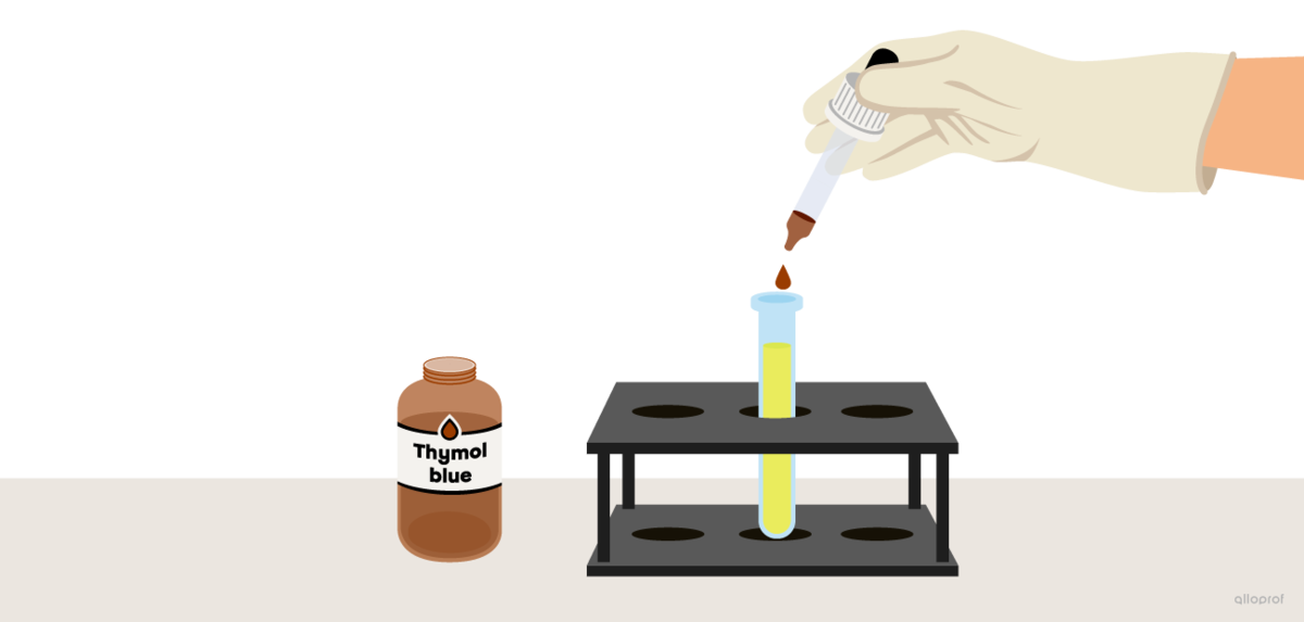 Using a dropper, a few drops of thymol blue are added into the test tube filled with lemon juice.