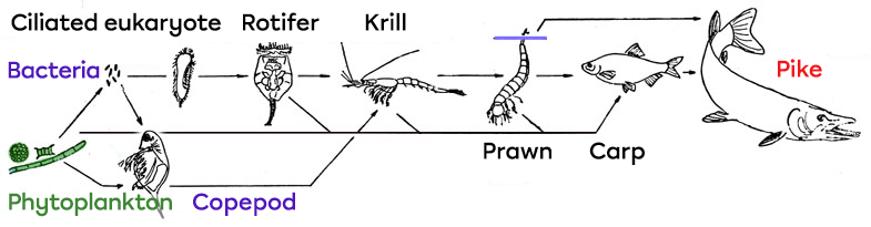 A food web.