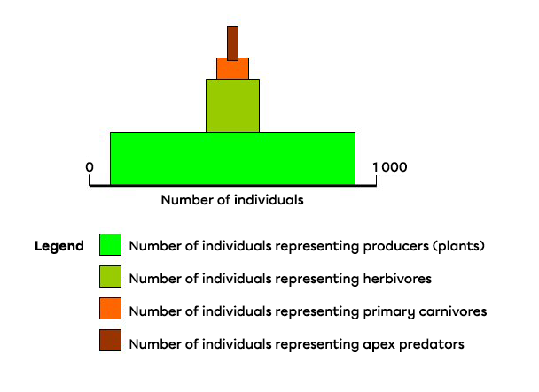 A pyramid of numbers where the base is wider than the apex.