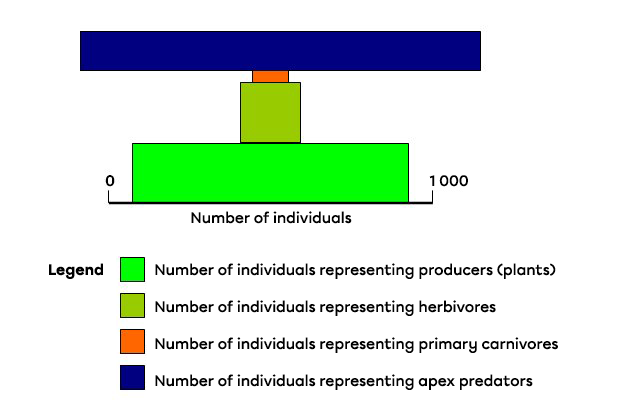 A pyramid of numbers where the apex is wider than the base.