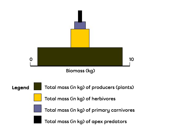 A pyramid of biomass indicates the total mass of organisms at each trophic level.