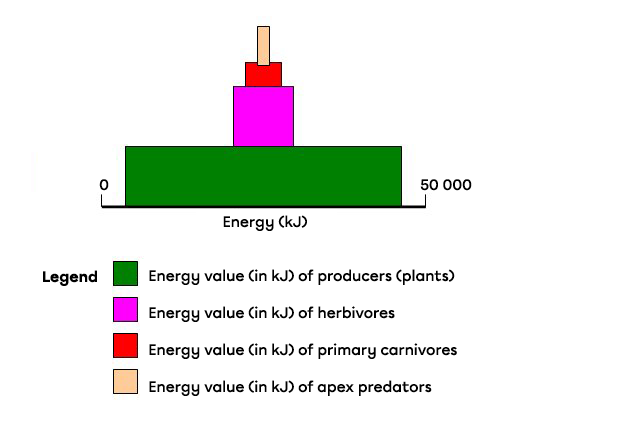 A pyramid of energy indicates the total amount of energy at each trophic level.