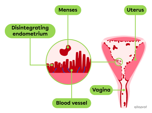 Blood, mixed with disintegrating endometrial tissue, flows from the uterus through the vagina.