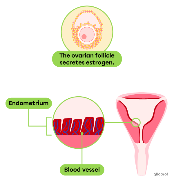 The endometrium is thickening.