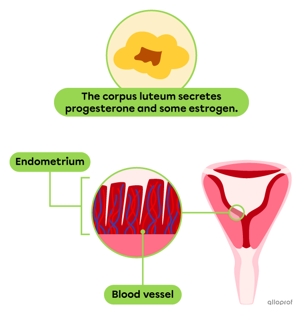 The endometrium reaches the maximum thickness.