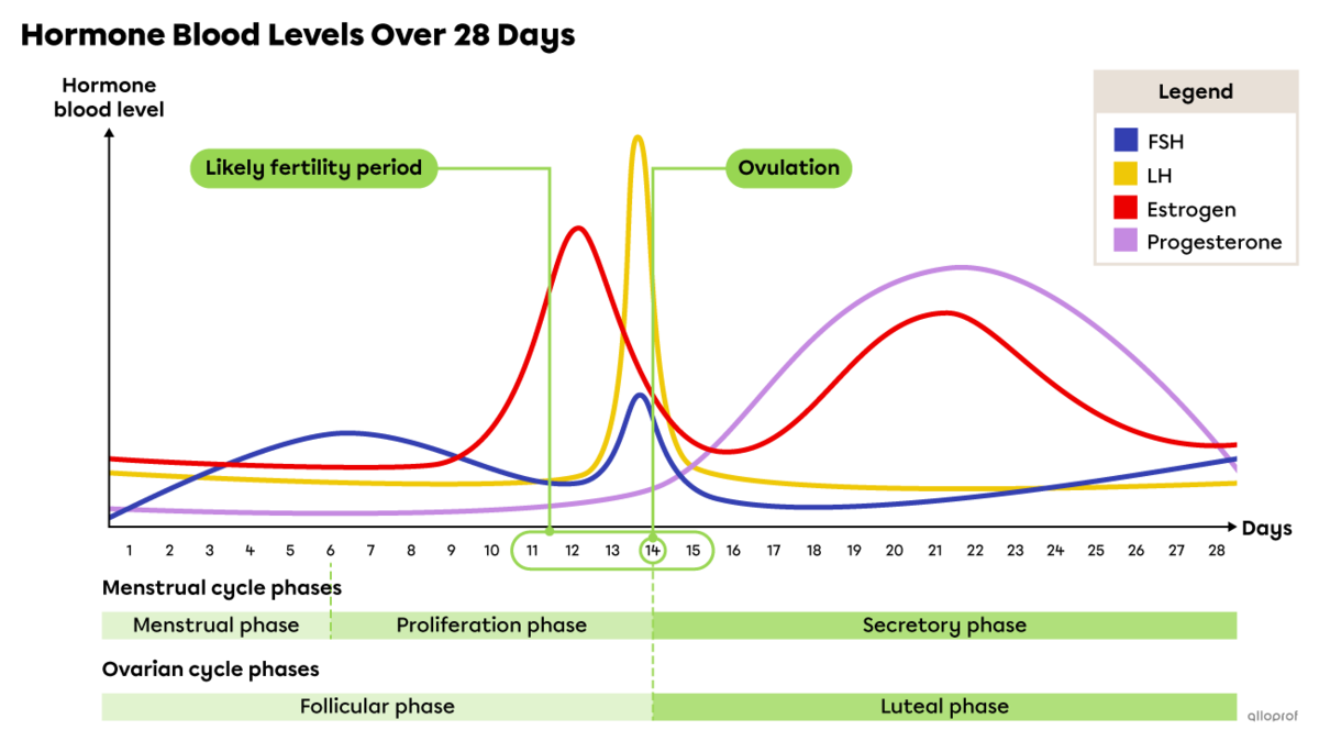 The ovarian cycle can be broken down into the follicular phase (days 1 to 14) and the luteal phase (days 15 to 28). The menstrual cycle can be broken down into the menstrual phase (days 1 to 5), proliferation phase (days 6 to 14) and secretory phase (days 15 to 28). Ovulation occurs around day 14.