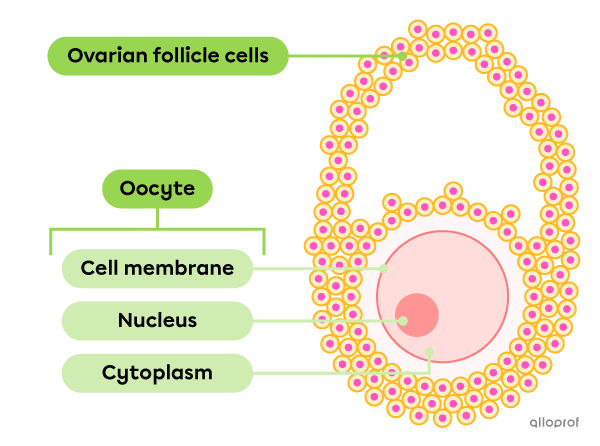 The oocyte is composed of a nucleus, cytoplasm and cell membrane. The ovarian follicle is a layer of small cells surrounding the oocyte.