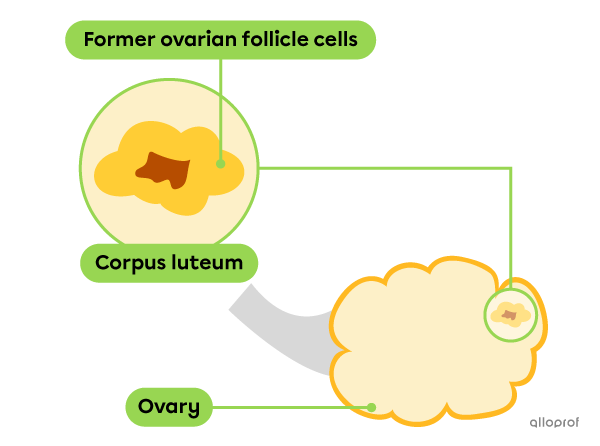 The corpus luteum is a small yellow mass with a slightly darker centre.