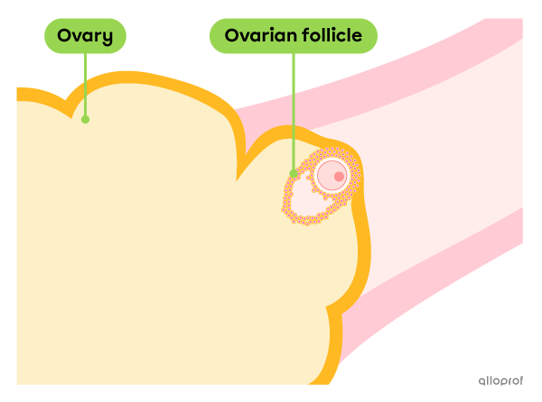 The ovarian follicle reaches its maximum size and forms a bump on the surface of the ovary. 