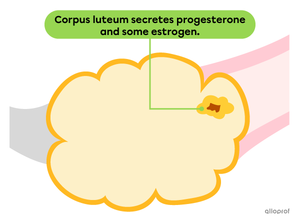 The cells of the ruptured ovarian follicle form a small yellow mass.