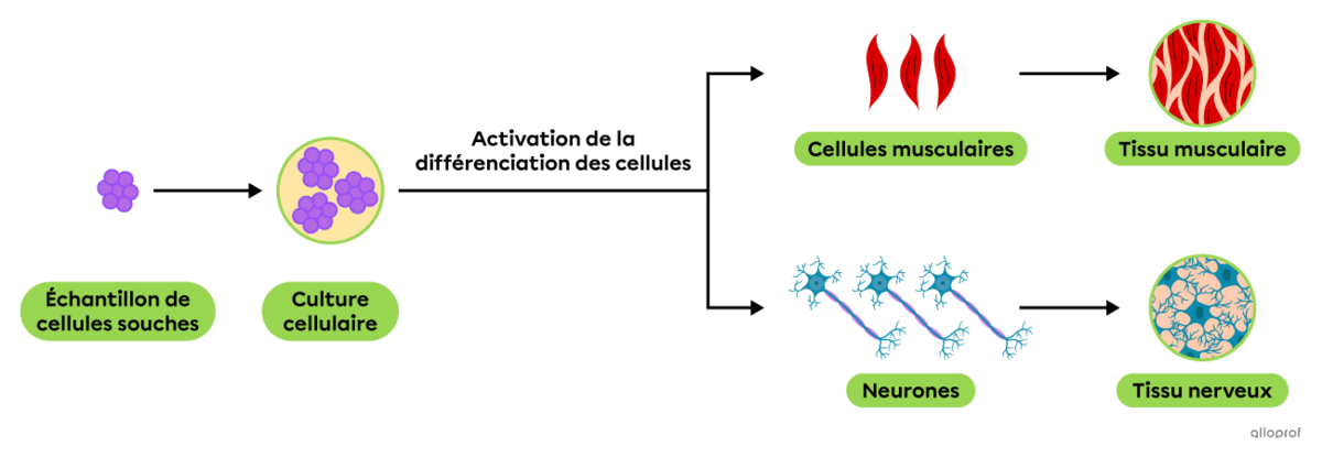 La production de cellules différenciées et de tissus à partir du clonage de cellules souches.