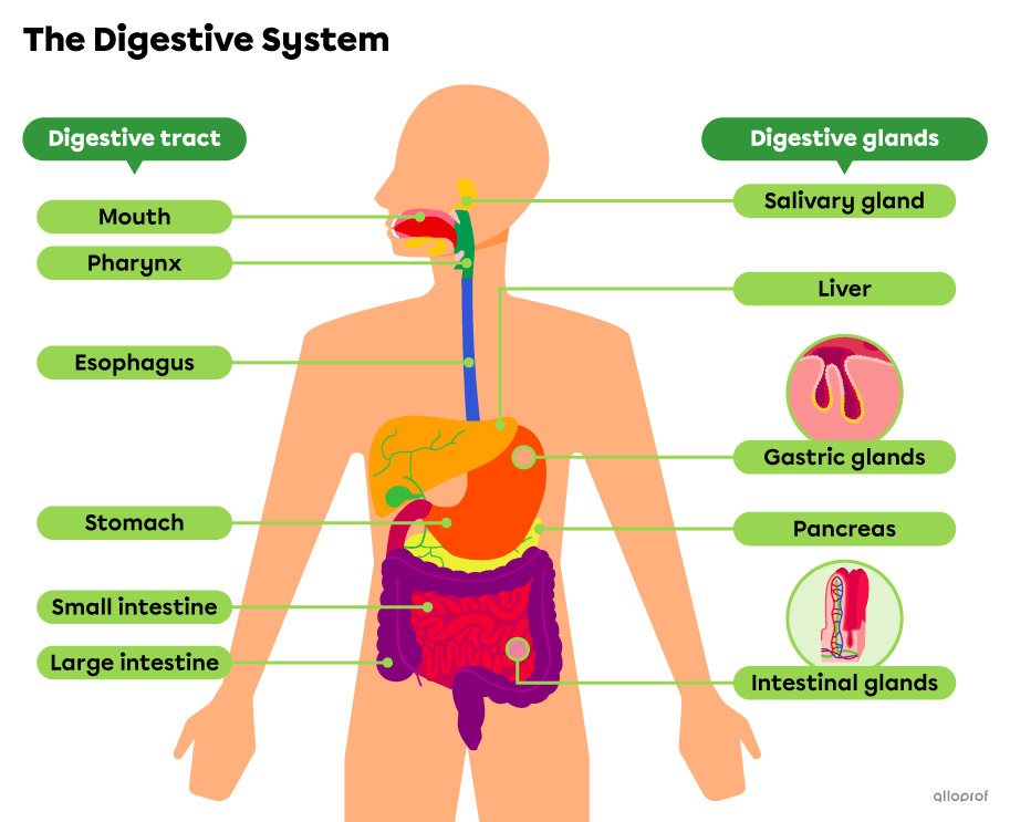 Digestive System Pharynx