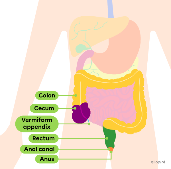 The large intestine is divided into the cecum, vermiform appendix, colon, rectum and anal canal.