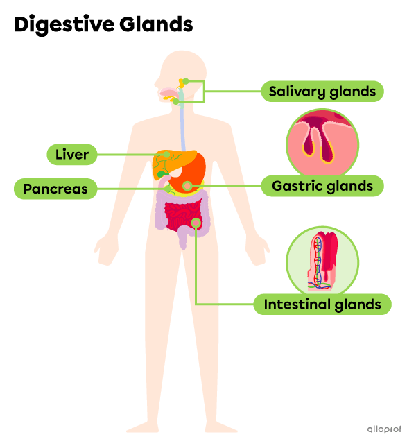 The location of the digestive glands in the digestive system.