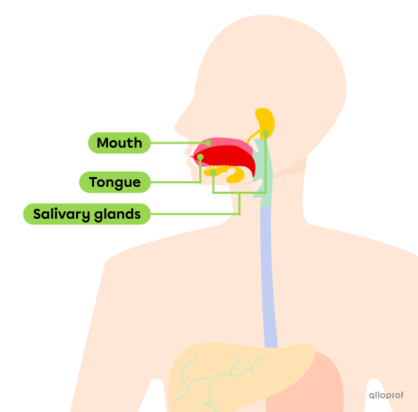 The location of the salivary glands.