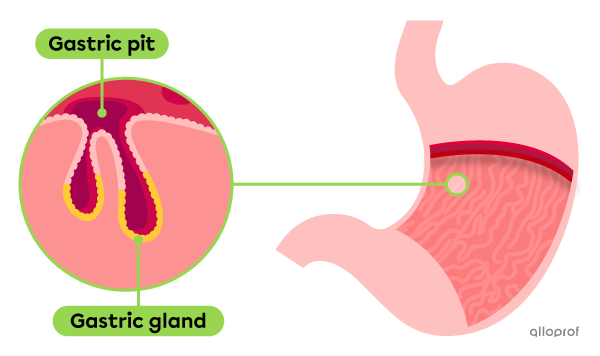 The location of gastric glands.